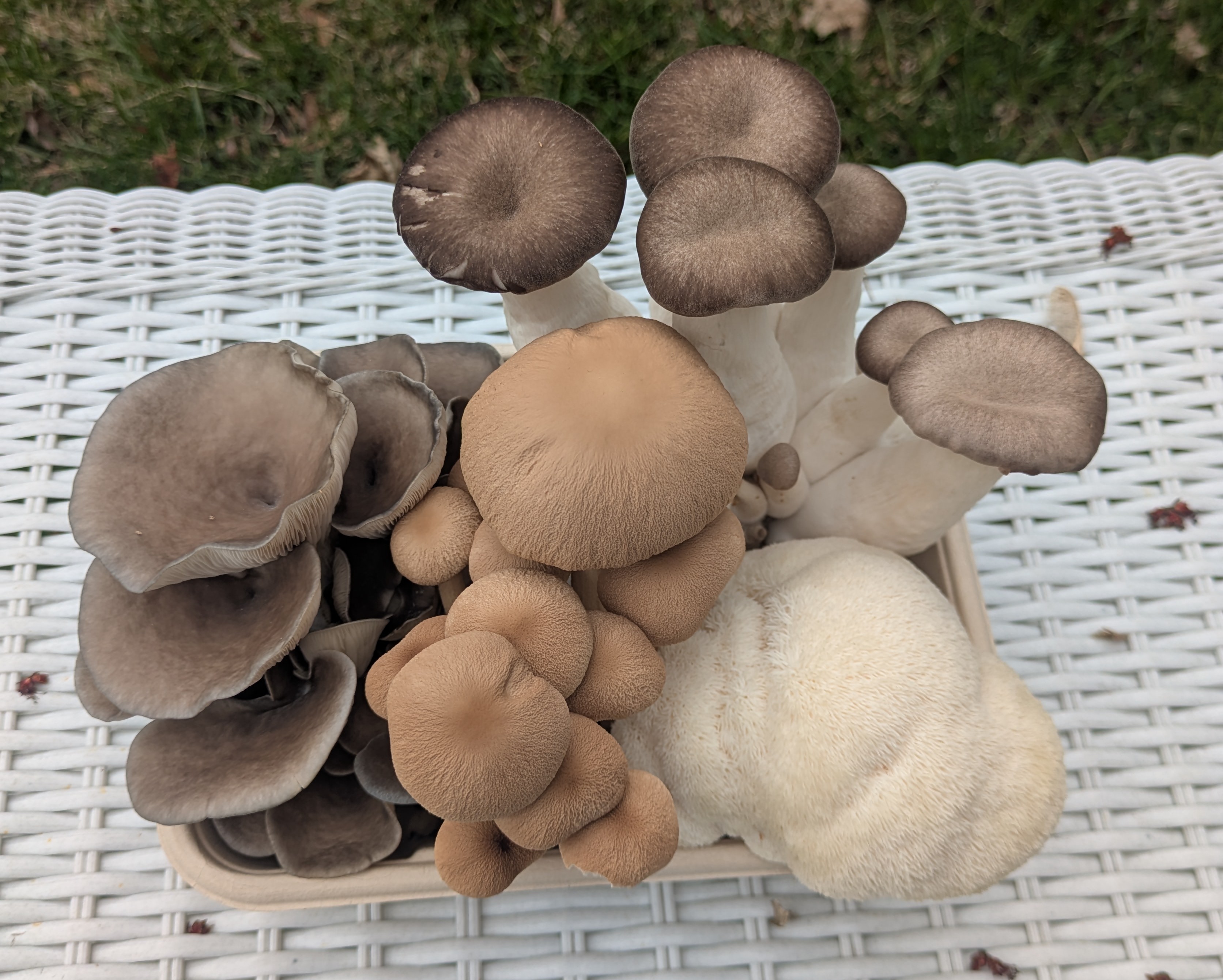 Fresh mushroom harvest preview for the upcoming weekly drop