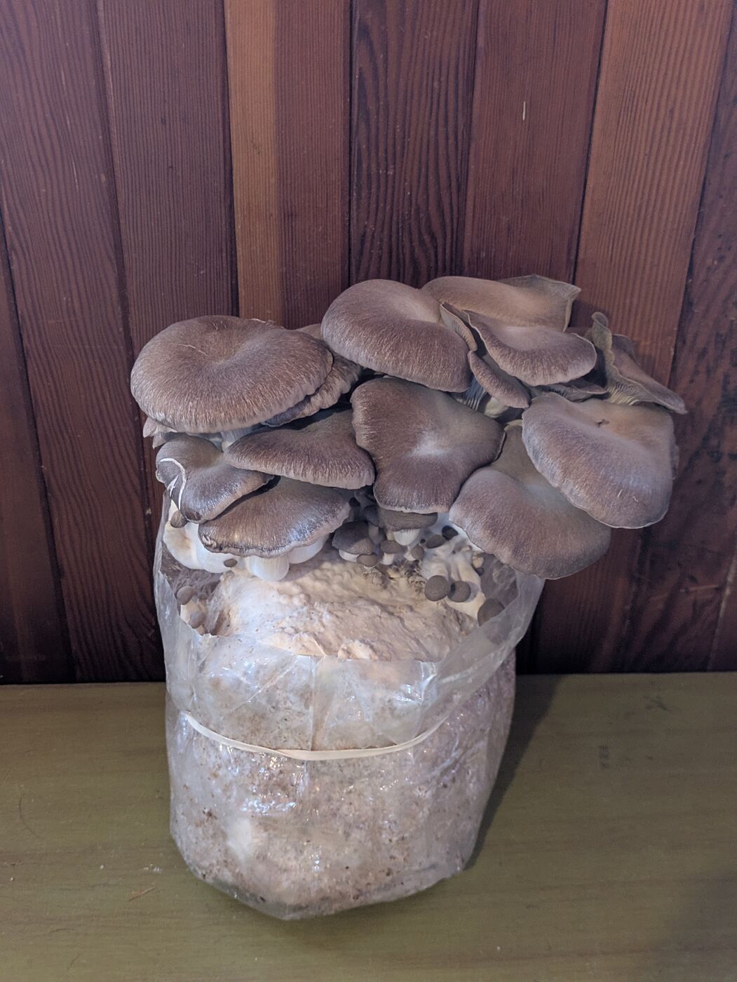 Black Pearl King Oyster harvest