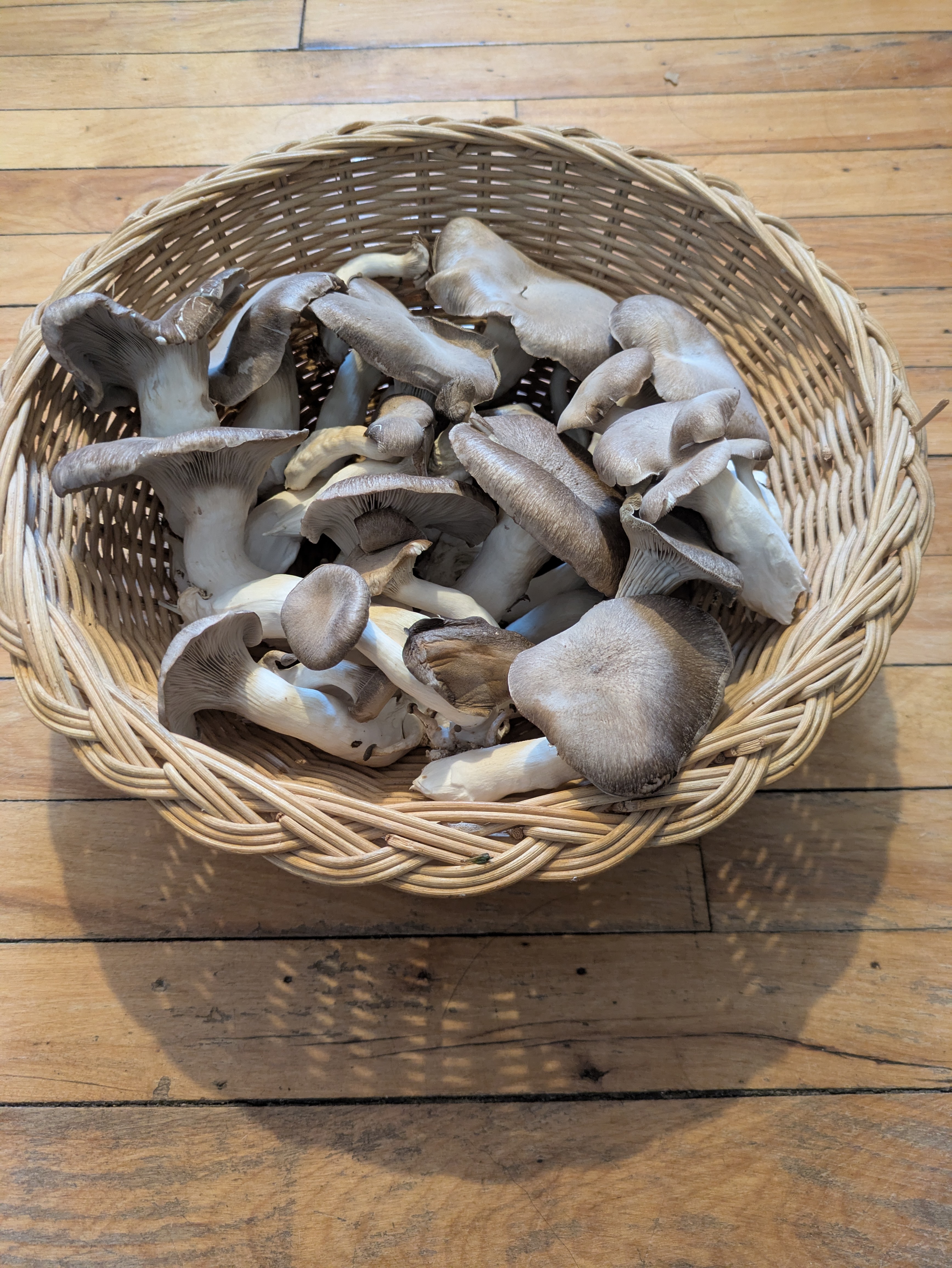 Black Pearl King Oyster