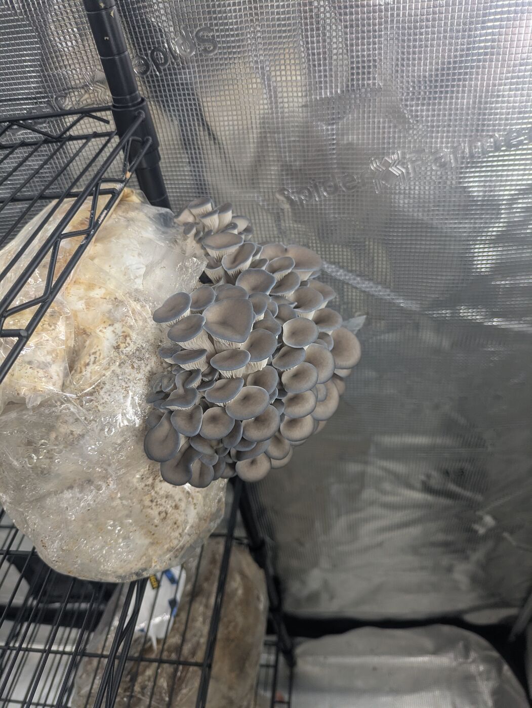 Blue Oyster harvest