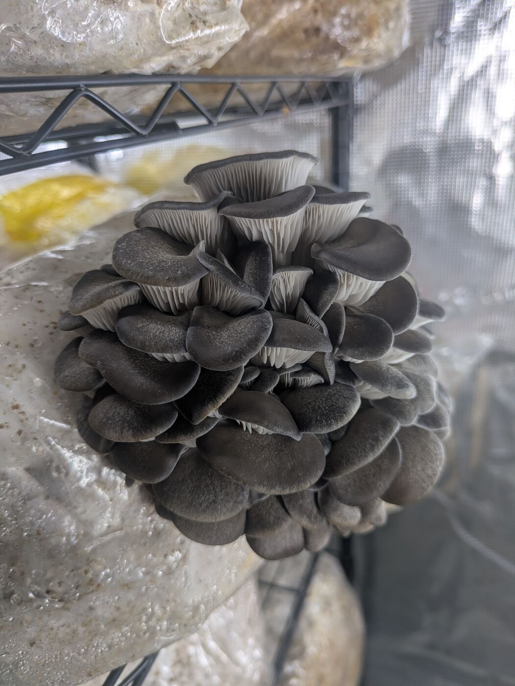 Blue Oyster cluster in the grow tent