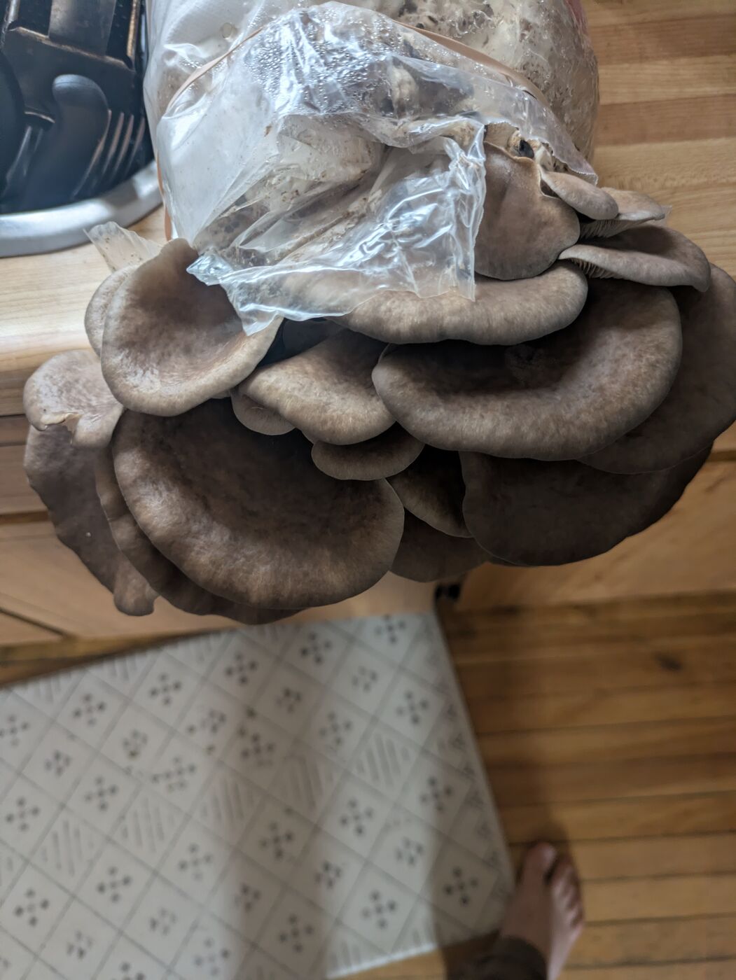 Blue Oyster harvest