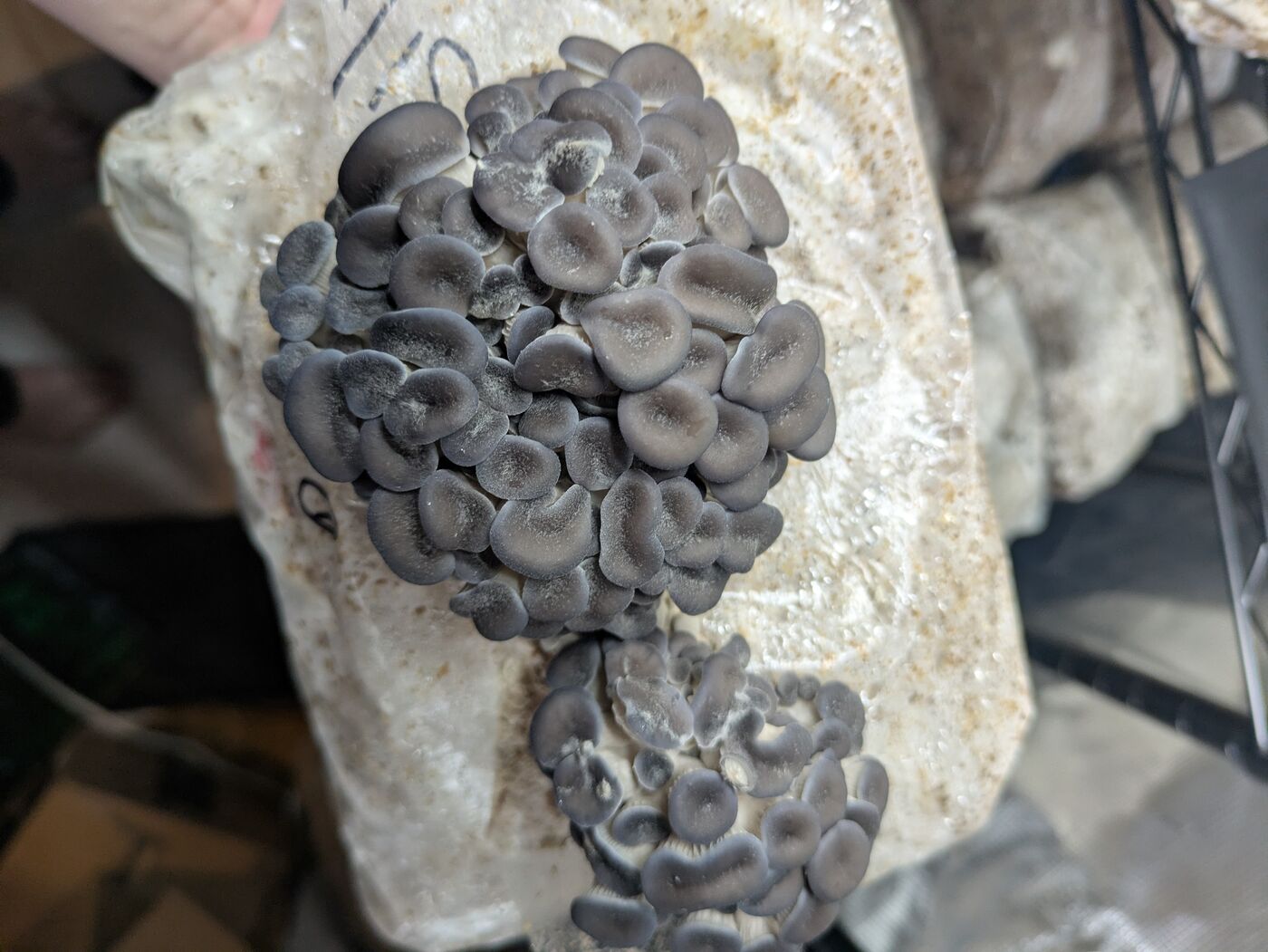 Blue Oyster harvest