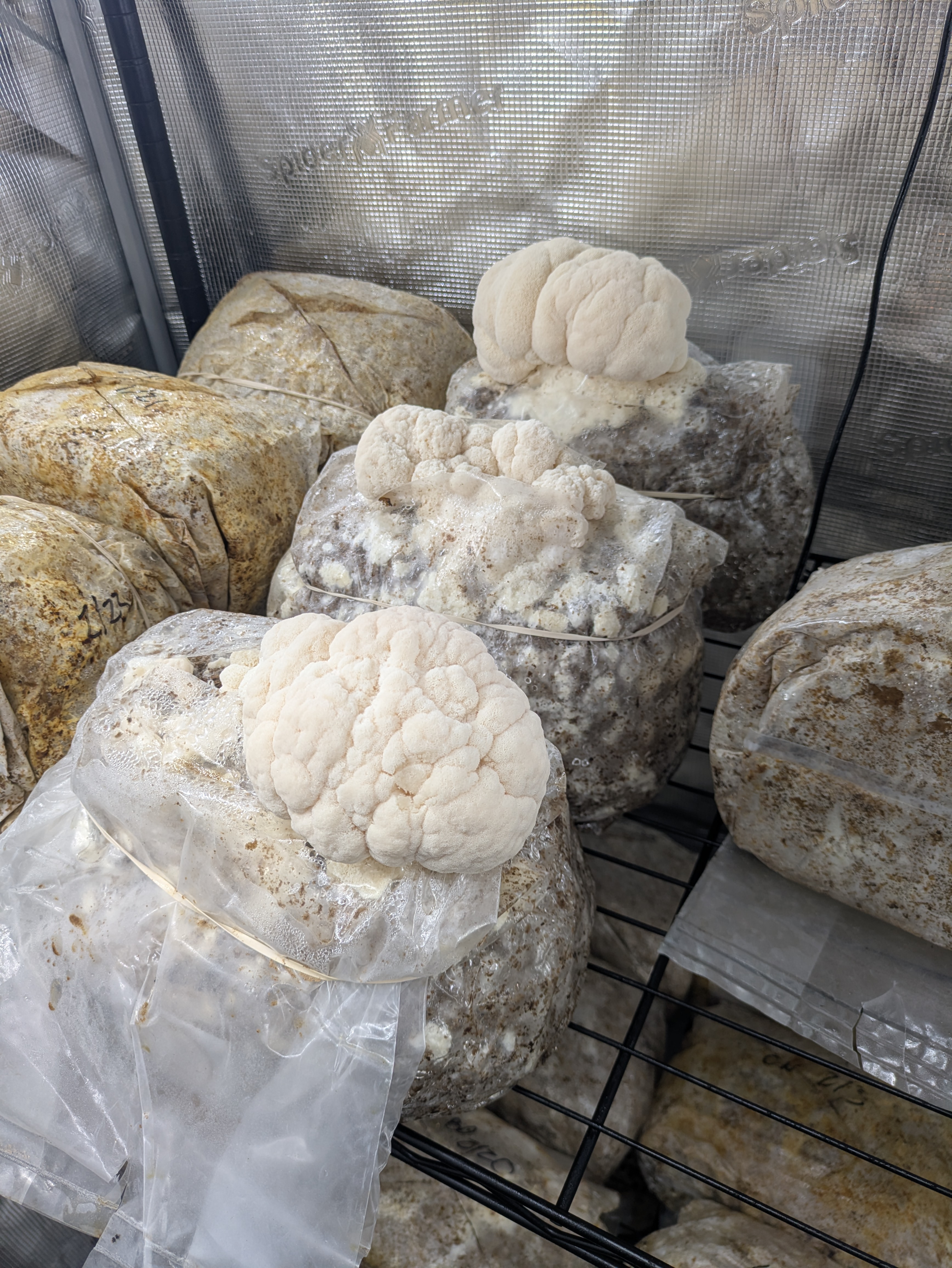 Lion's Mane harvest